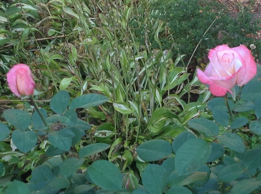  - De toate in gradina 2017