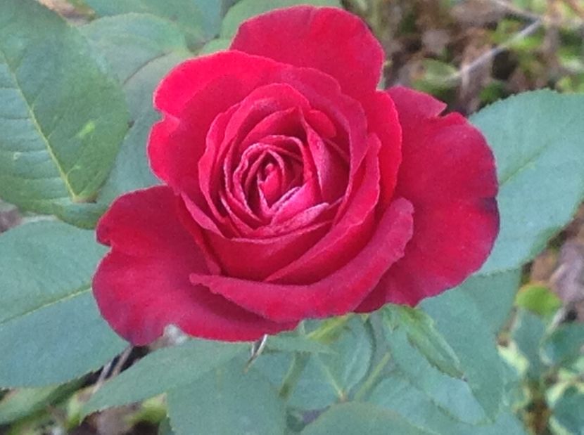  - De toate in gradina 2017