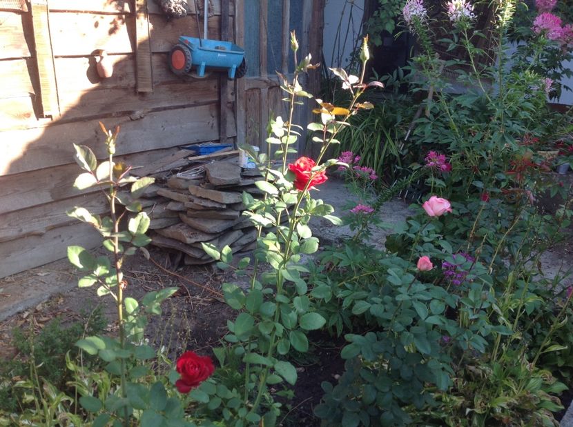  - De toate in gradina 2017