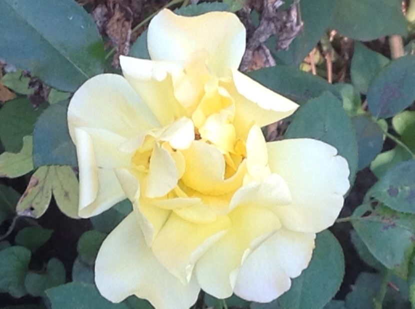  - De toate in gradina 2017