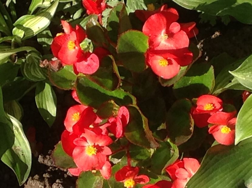  - De toate in gradina 2017