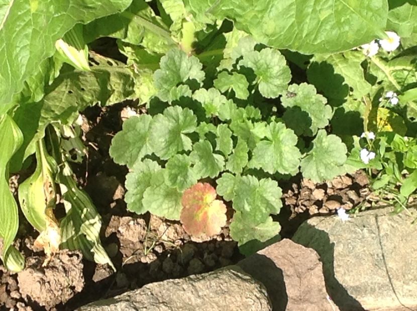  - De toate in gradina 2017