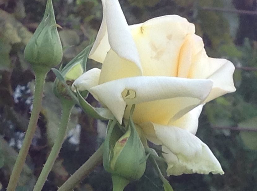  - De toate in gradina 2017