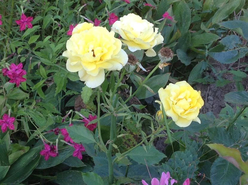  - De toate in gradina 2017