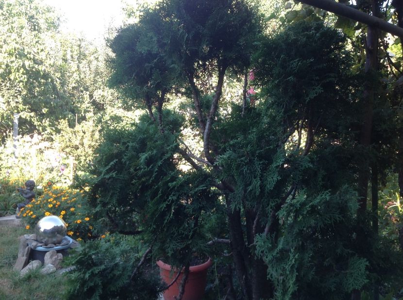  - De toate in gradina 2017