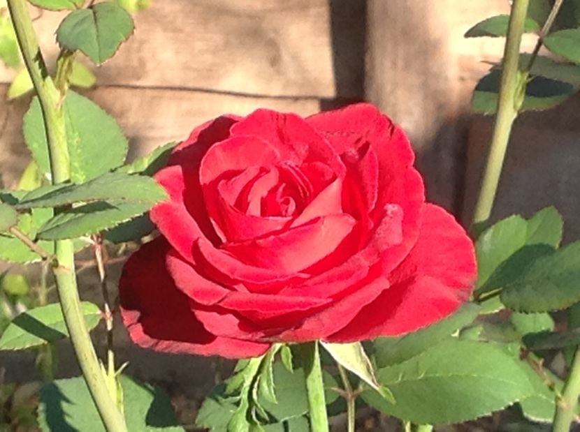  - Un roșu de Ciumbrud Mr Lincoln