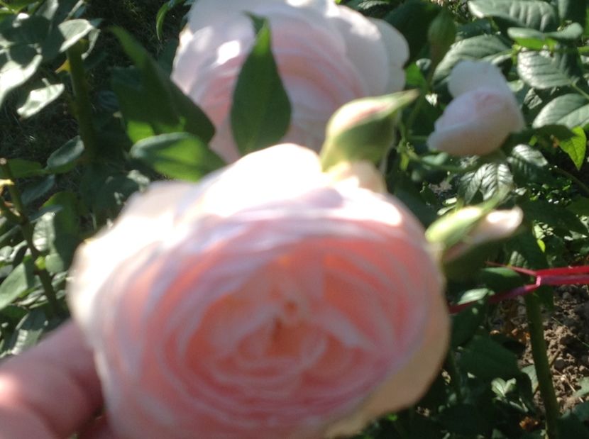  - Trandafiri 2017 in gradi