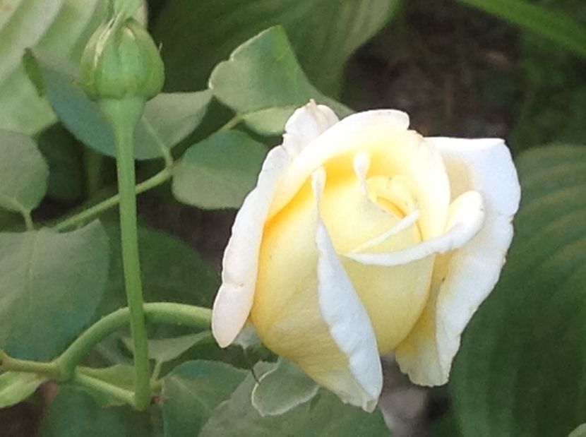  - Trandafiri 2017 in gradi