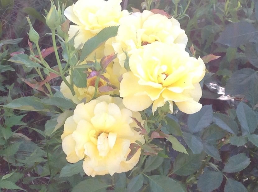  - Trandafiri 2017 in gradi