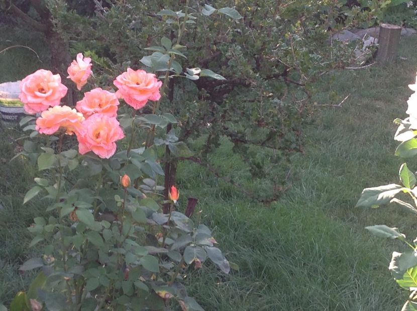  - Trandafiri 2017 in gradi