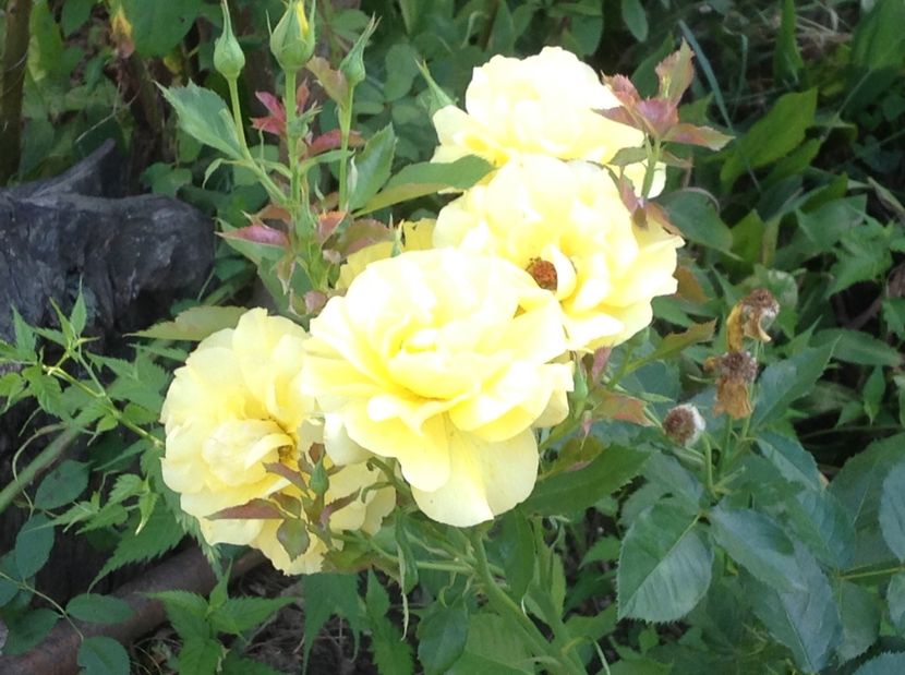  - Trandafiri 2017 in gradi