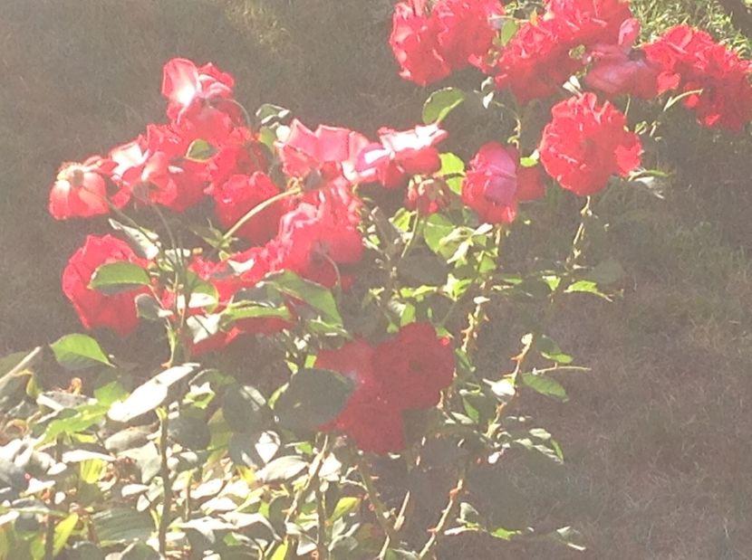  - Trandafiri 2017 in gradi