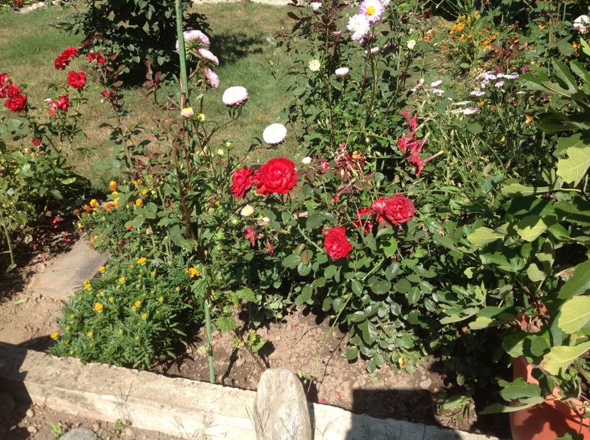  - Trandafiri 2017 in gradi