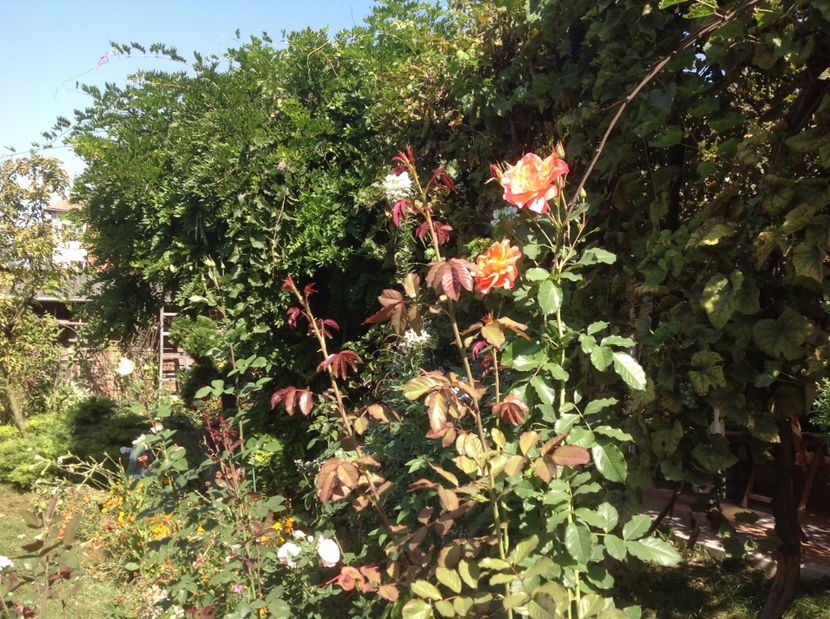  - Trandafiri 2017 in gradi