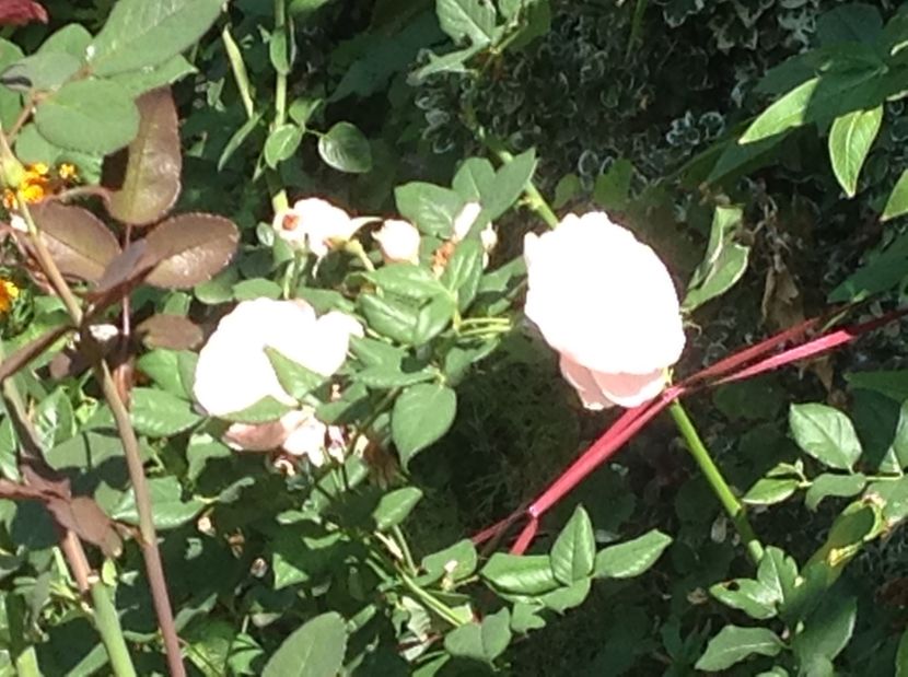  - Trandafiri 2017 in gradi