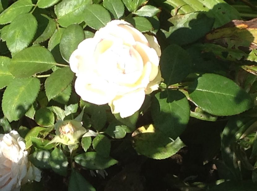  - Trandafiri 2017 in gradi