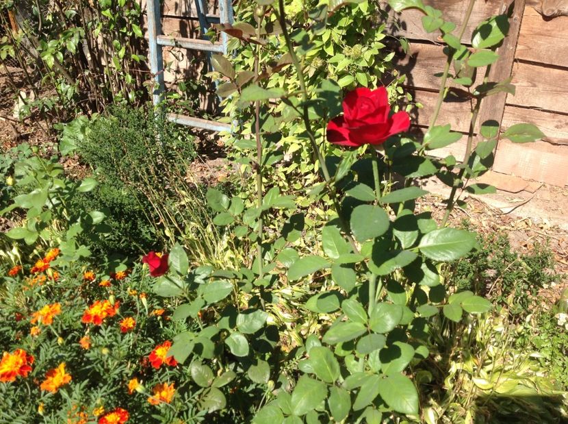  - Trandafiri 2017 in gradi