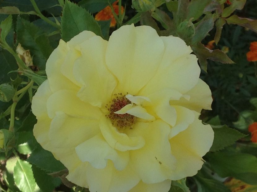  - Trandafiri 2017 in gradi