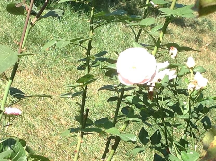  - Trandafiri 2017 in gradi