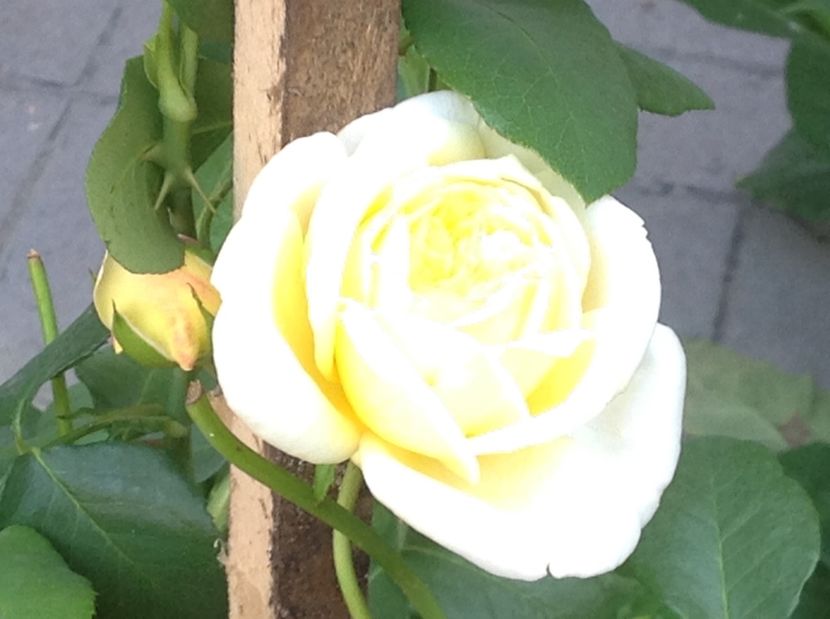  - Trandafiri 2017 in gradi