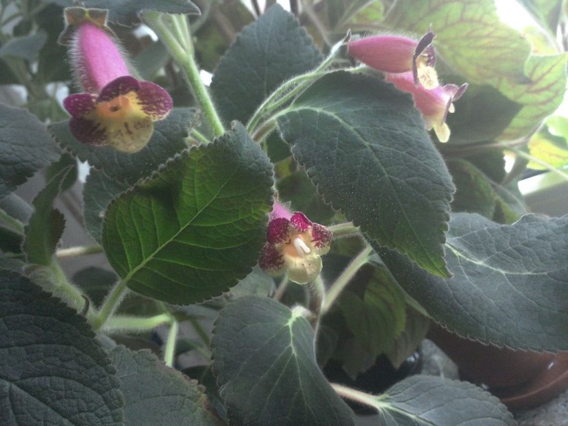 WIN_20170901_072312 - g_kohleria