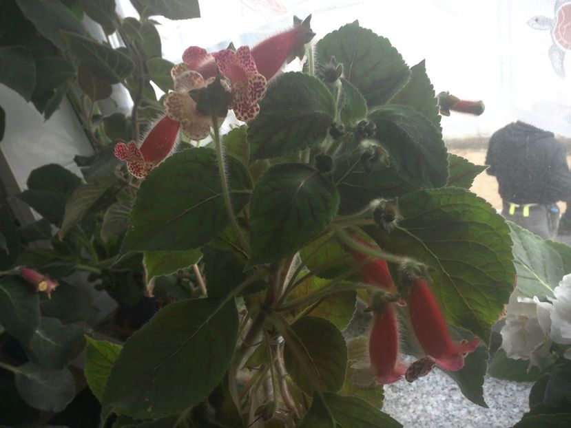 WIN_20170901_073019 - g_kohleria