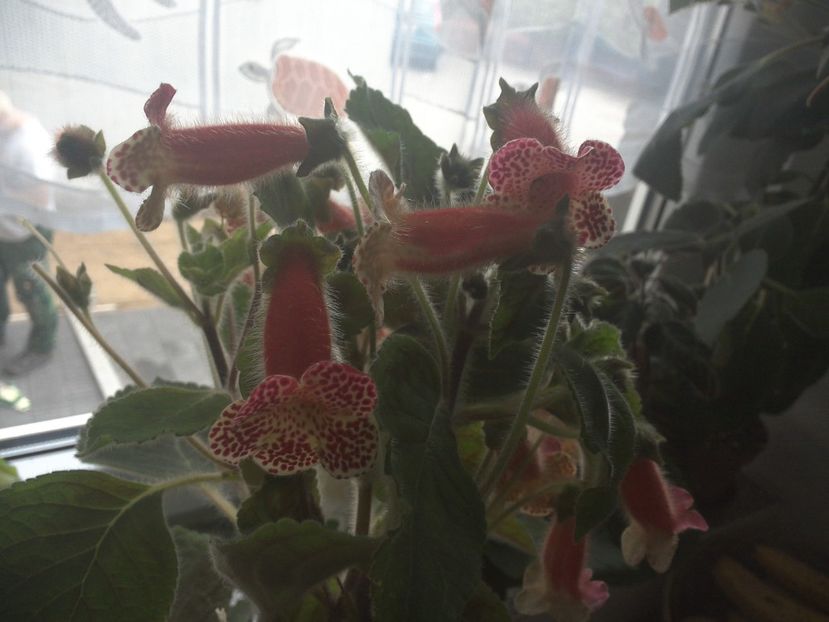 WIN_20170901_073030 - g_kohleria