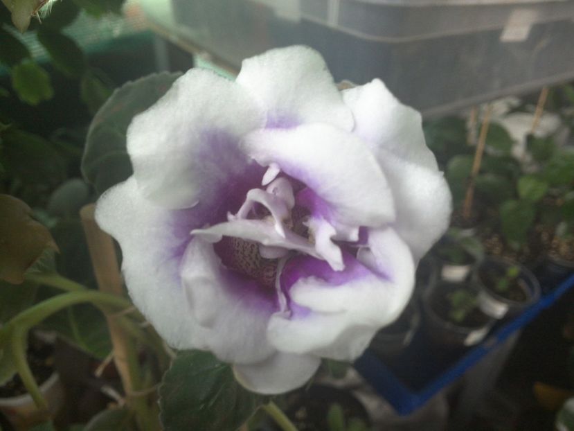 WIN_20170901_075254 - gloxinia