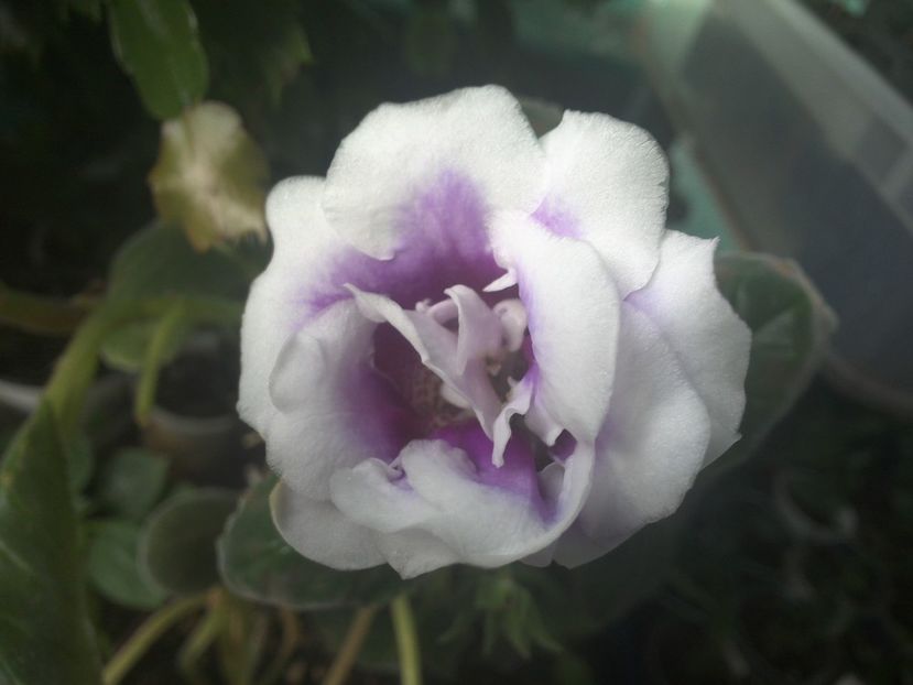 WIN_20170901_075302 - gloxinia