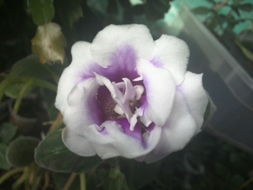 WIN_20170901_075313 - gloxinia