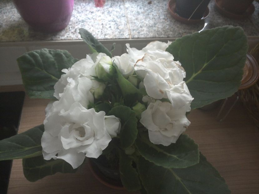 WIN_20170901_071619 - gloxinia