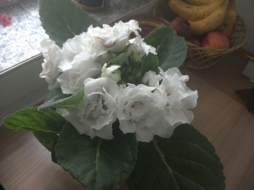 WIN_20170901_071633 - gloxinia