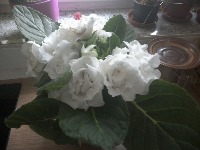 WIN_20170901_071706 - gloxinia