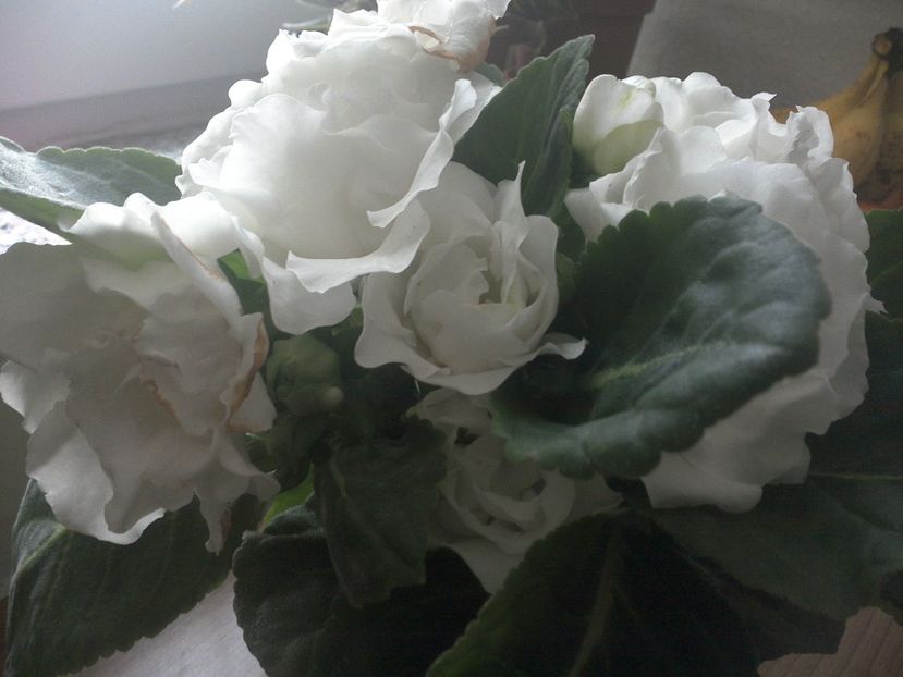 WIN_20170901_071721 - gloxinia