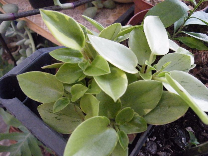 orba variegata - Colectie peperomia