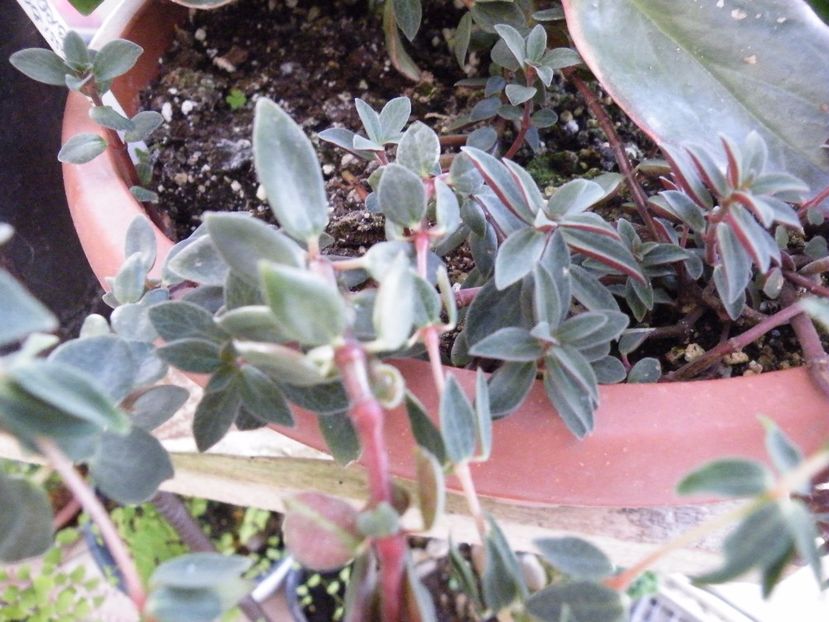 verticillataa long red - Colectie peperomia