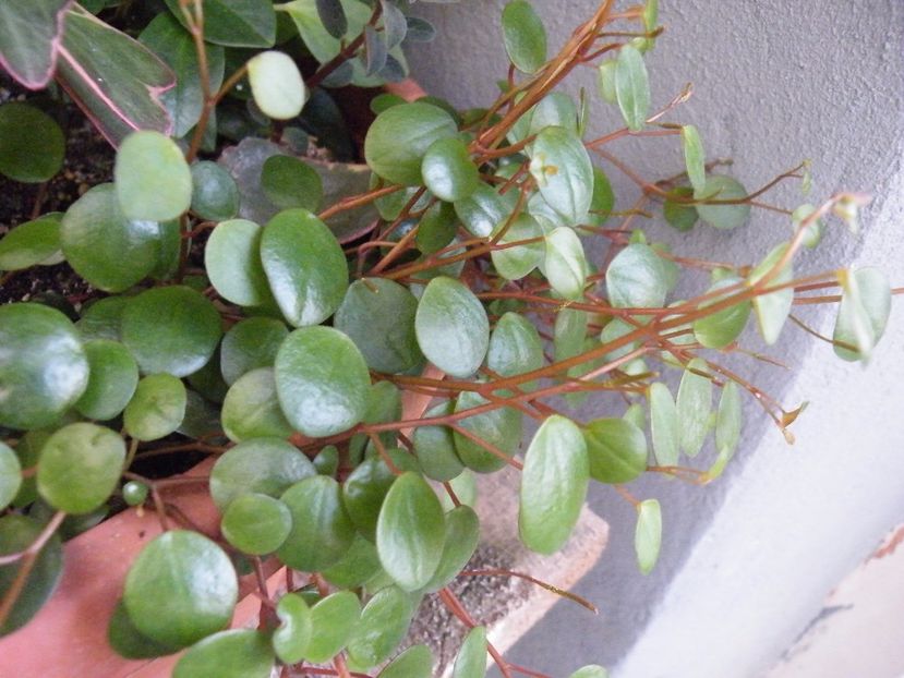 pepperspot - Colectie peperomia