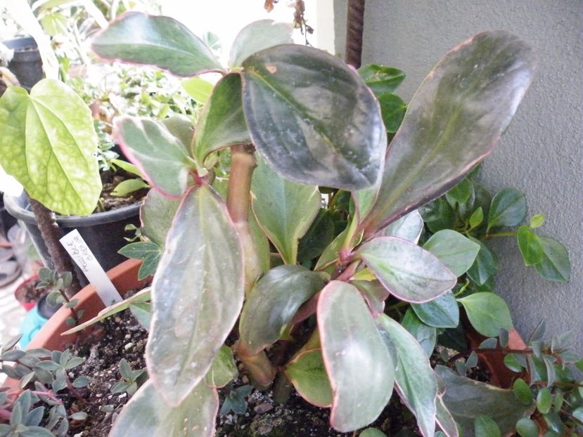 clusiifolia jellie - Colectie peperomia