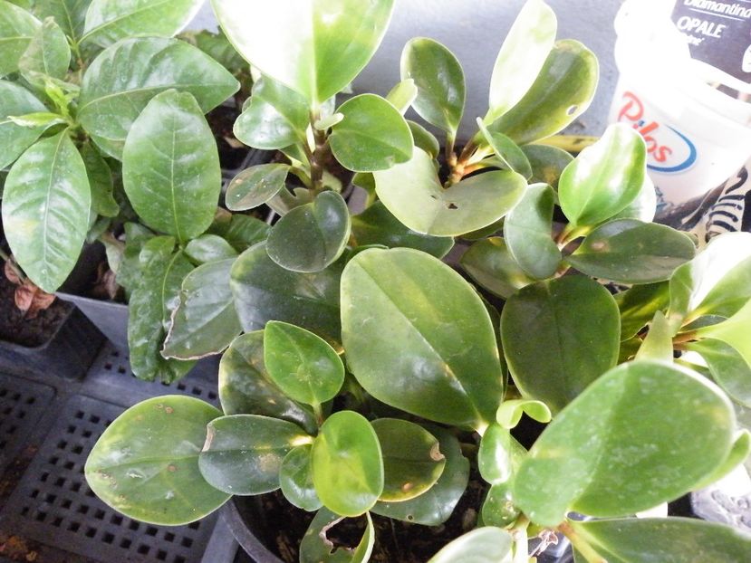 obtusifolia - Colectie peperomia