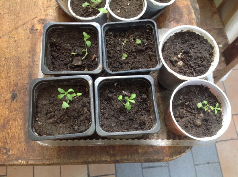 Lavanda din semințe 1 sept 2017 - Răsaduri de flori 2017