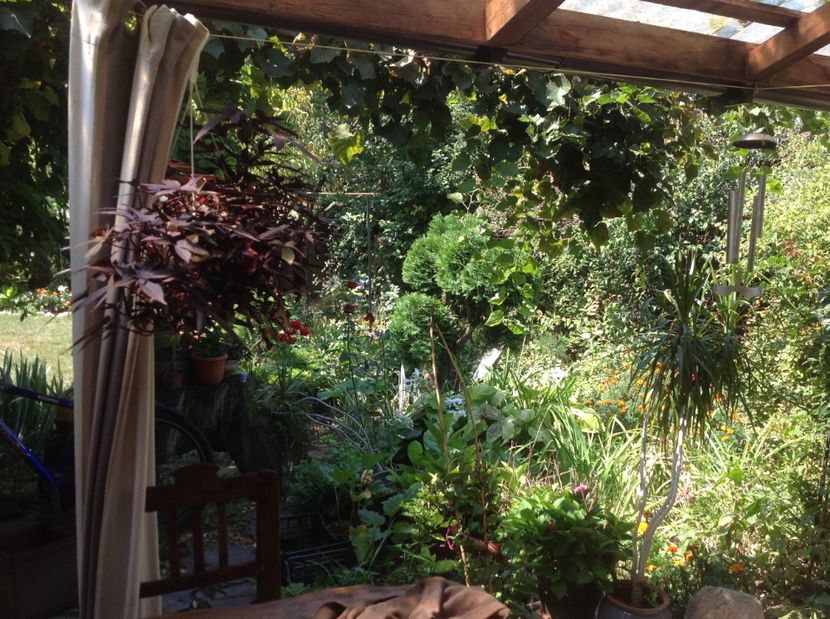  - Thuja occidentalis