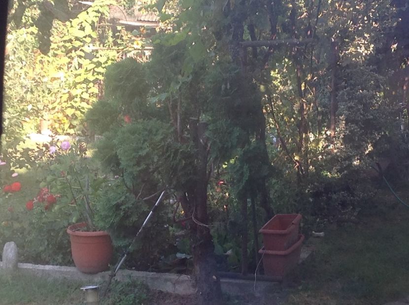  - Thuja occidentalis