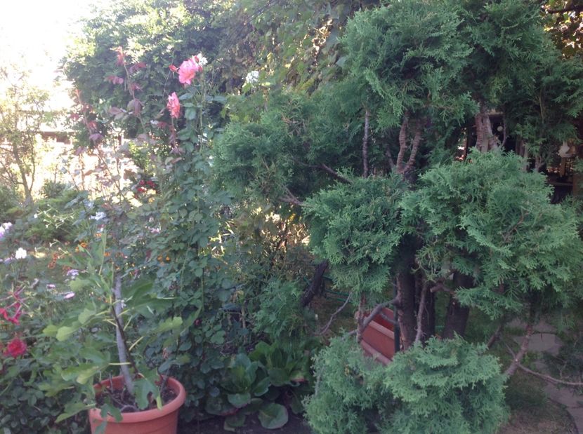  - Thuja occidentalis