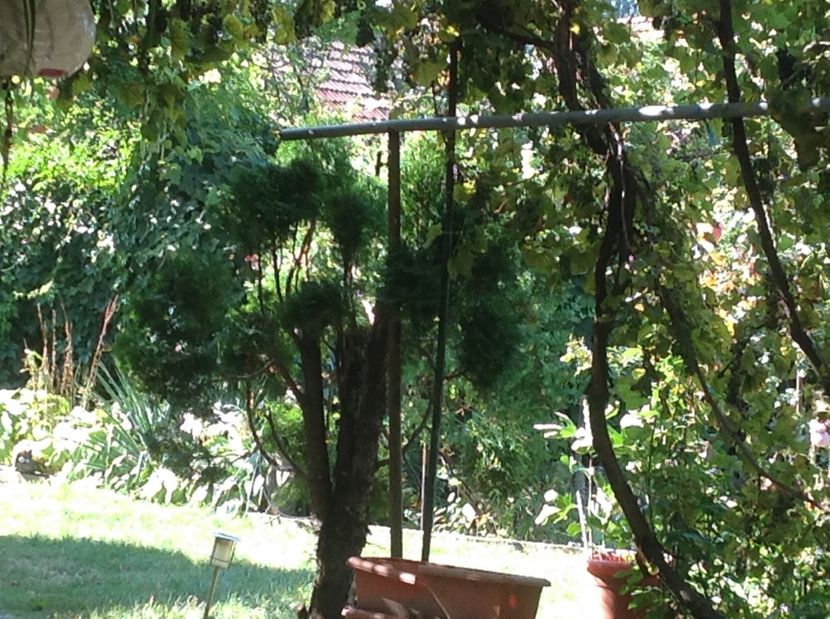  - Thuja occidentalis