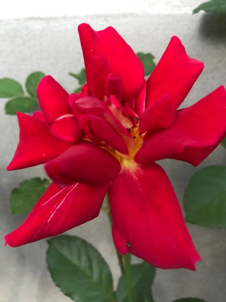  - Trandafiri din gradina