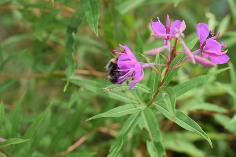  - 2017 - Obarsia Lotrului - prima zi