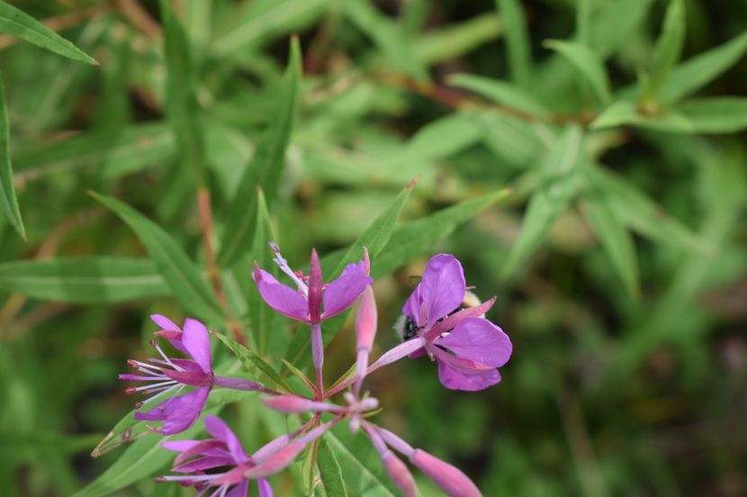  - 2017 - Obarsia Lotrului - prima zi