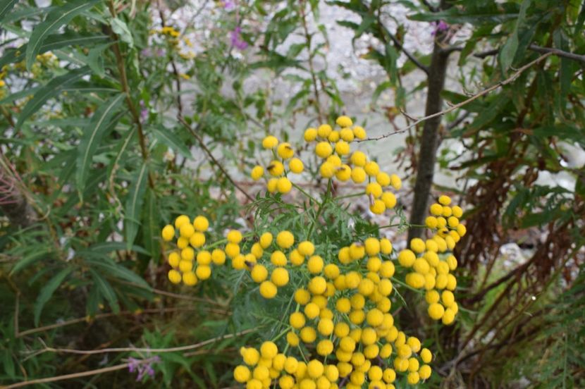  - 2017 - Obarsia Lotrului - prima zi