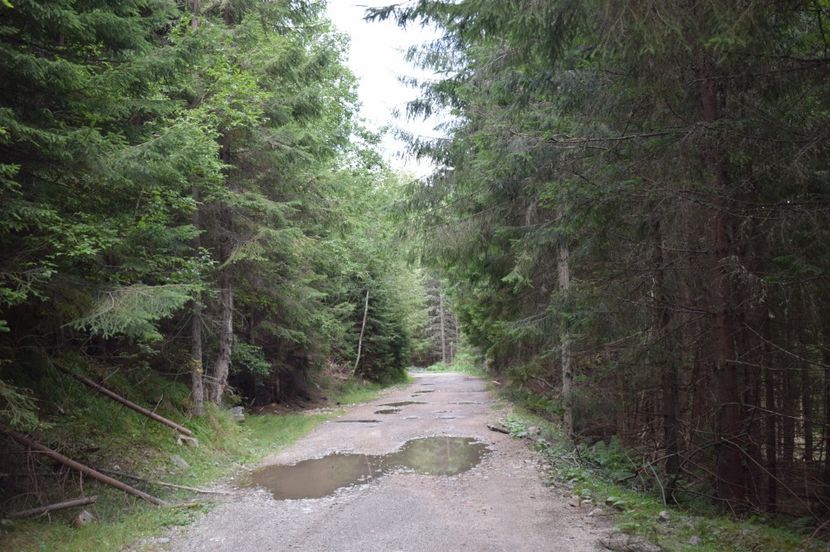  - 2017 - Obarsia Lotrului - prima zi