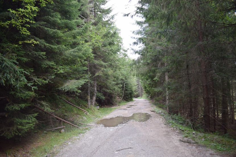  - 2017 - Obarsia Lotrului - prima zi